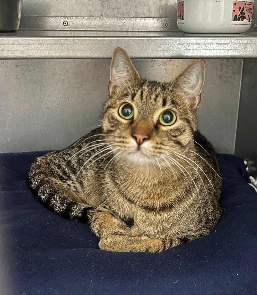 Enlarge Jasper, a Adoptable Domestic Short Hair in McPherson, KS image 1/2