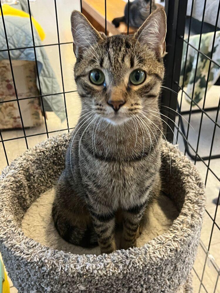 Enlarge Jasper, a Adoptable Domestic Short Hair in McPherson, KS image 2/2