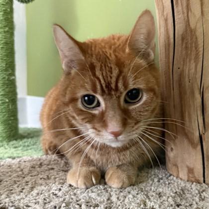 Colby, Adoptable, Senior Male Domestic Short Hair & Domestic Short Hair.