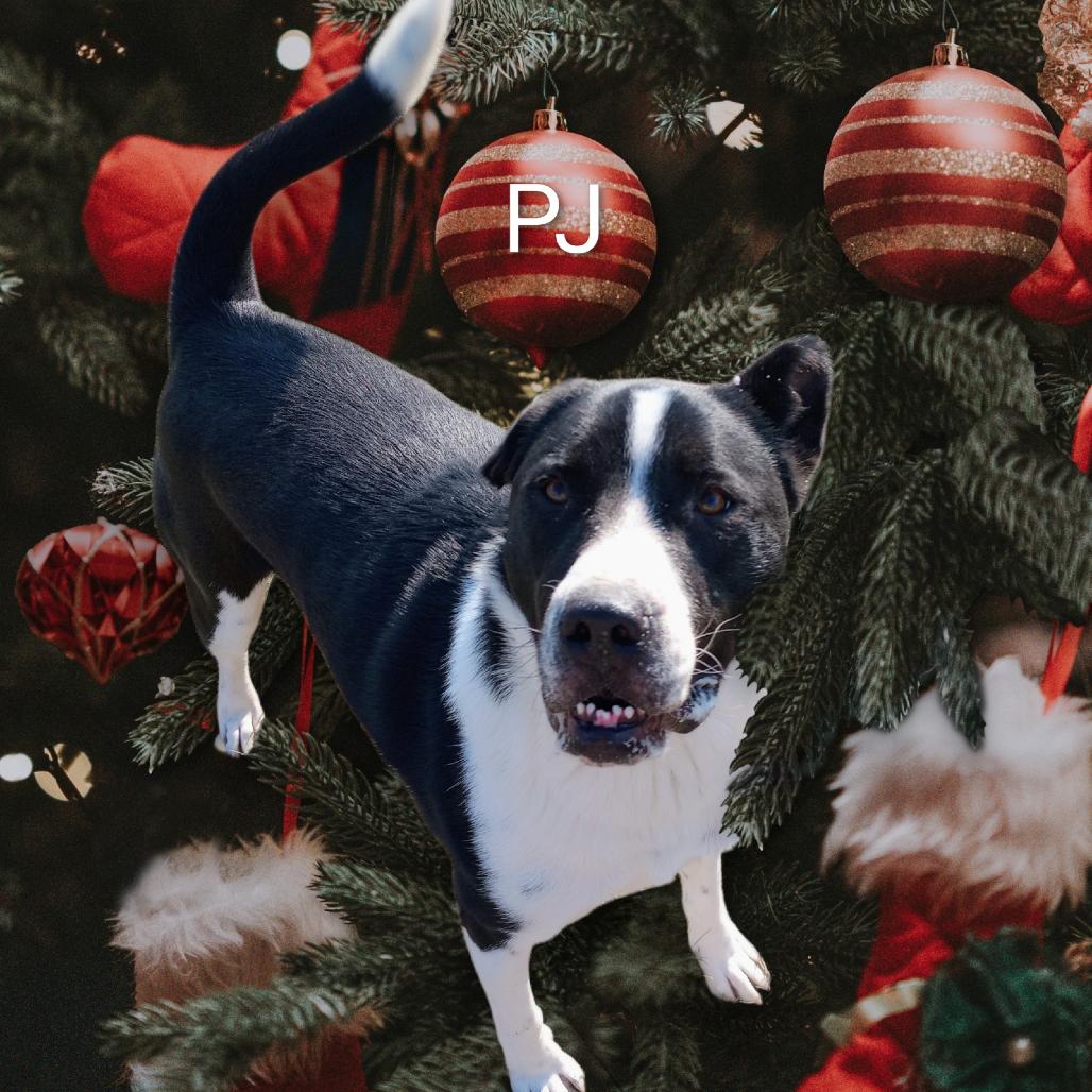 Enlarge PJ, a Adoptable mixed breed in Holton, KS image 1/3