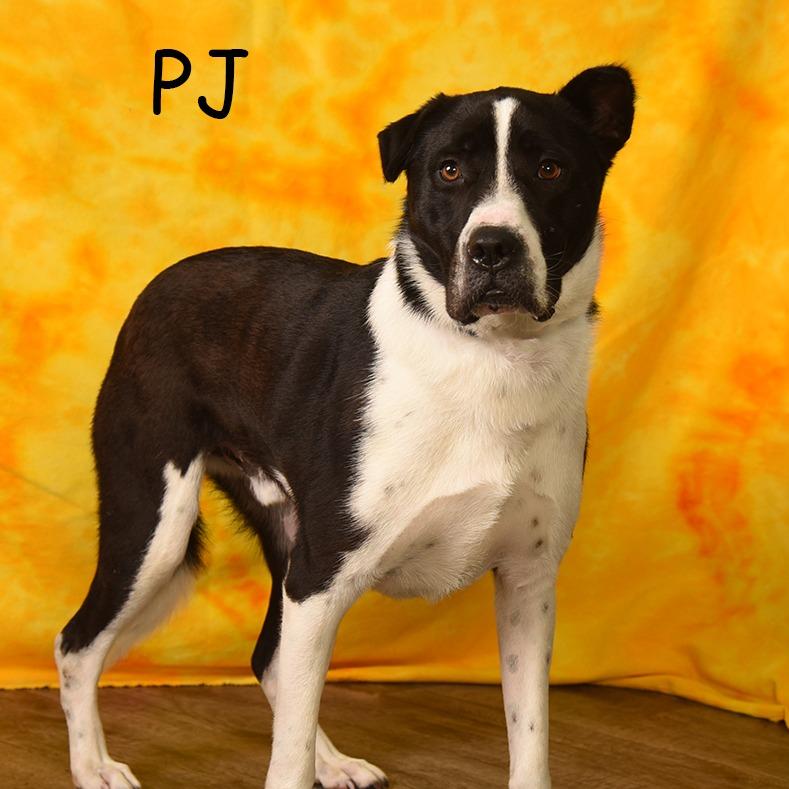 Enlarge PJ, a Adoptable mixed breed in Holton, KS image 2/5