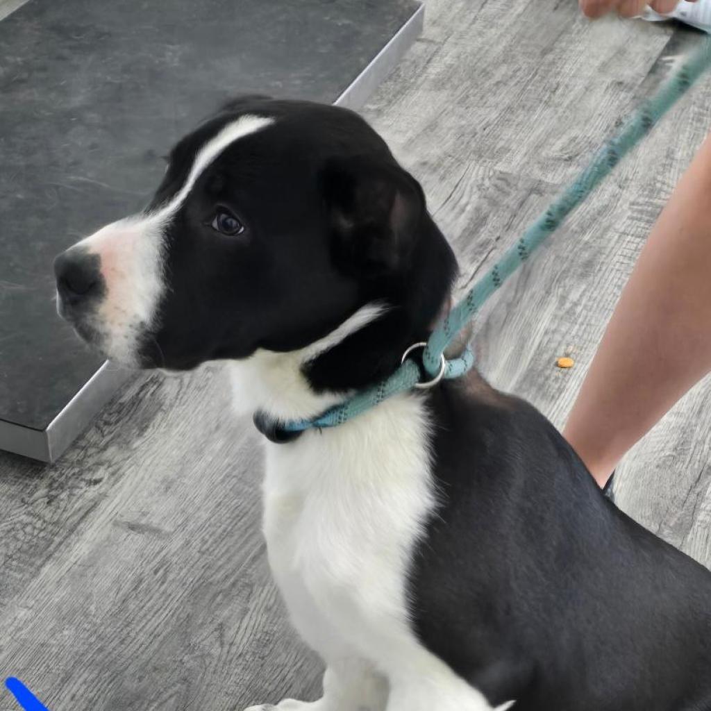 Enlarge PJ, a Adoptable mixed breed in Holton, KS image 2/3