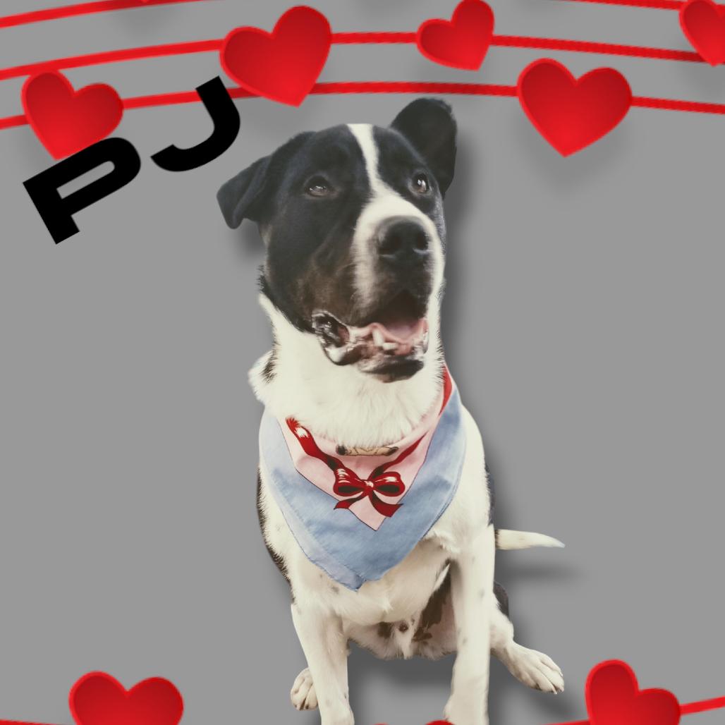 Enlarge PJ, a Adoptable mixed breed in Holton, KS image 3/3