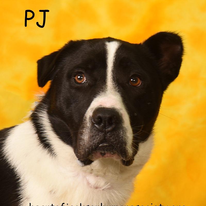 Enlarge PJ, a Adoptable mixed breed in Holton, KS image 5/5