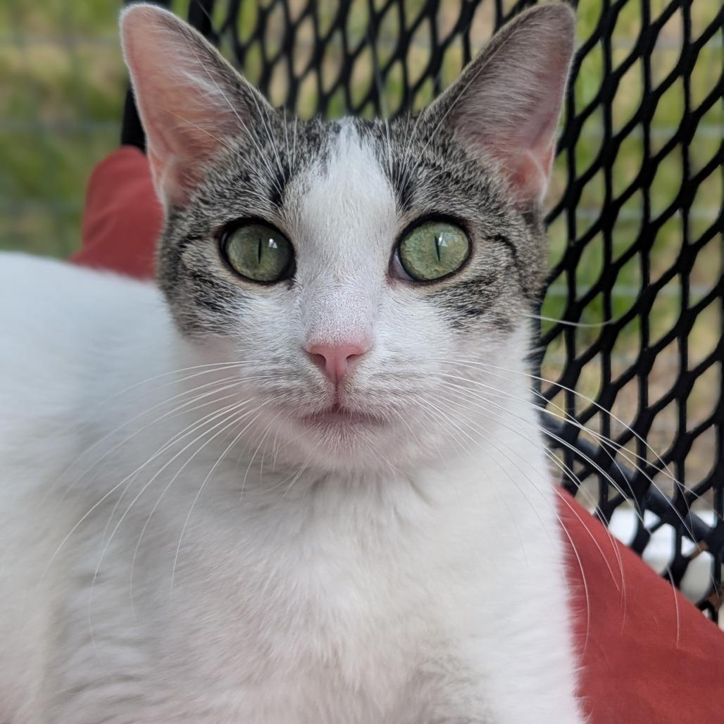 Enlarge Ivory, a ADOPTABLE Domestic Short Hair in Fenton, MI image 1/6