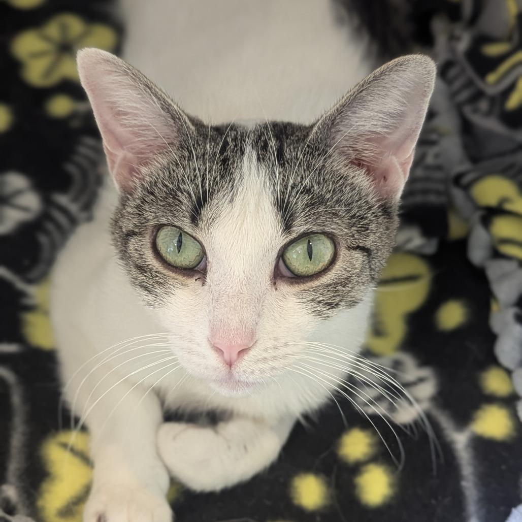 Enlarge Ivory, a ADOPTABLE Domestic Short Hair in Fenton, MI image 6/6