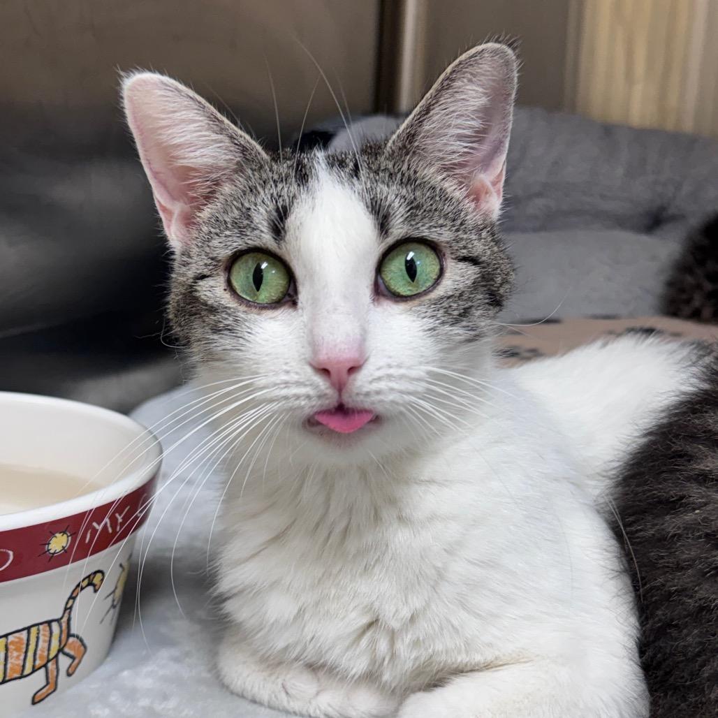 Ivory, ADOPTABLE, Young Female Domestic Short Hair.