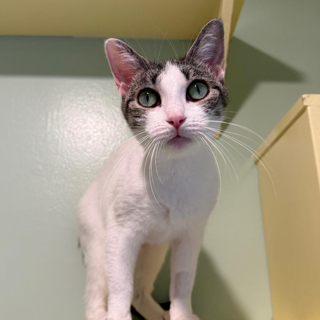 Ivory, a ADOPTABLE Domestic Short Hair in Fenton, MI image 3/3