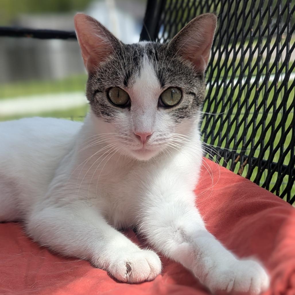 Enlarge Ivory, a ADOPTABLE Domestic Short Hair in Fenton, MI image 3/6