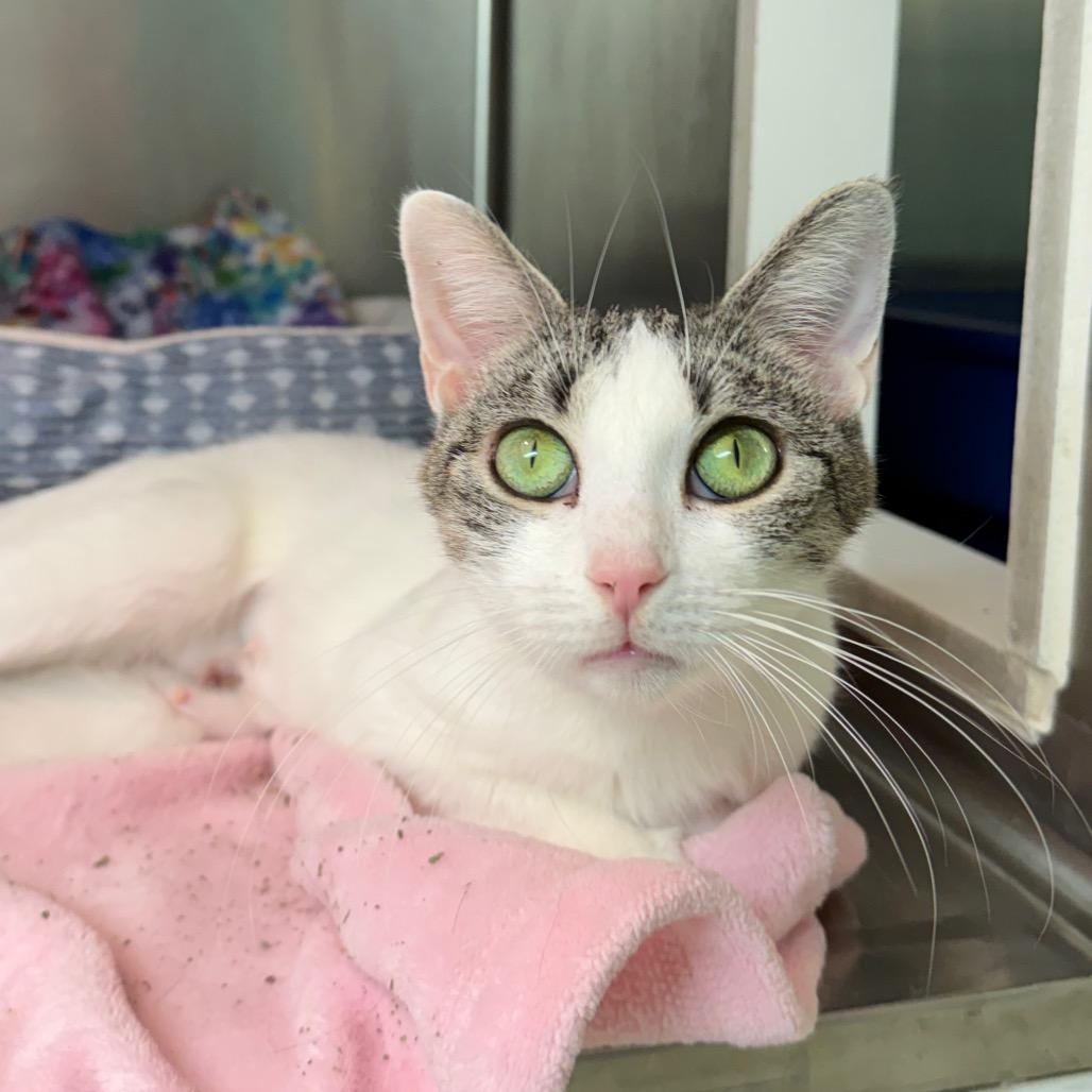 Ivory, a ADOPTABLE Domestic Short Hair in Fenton, MI image 2/3