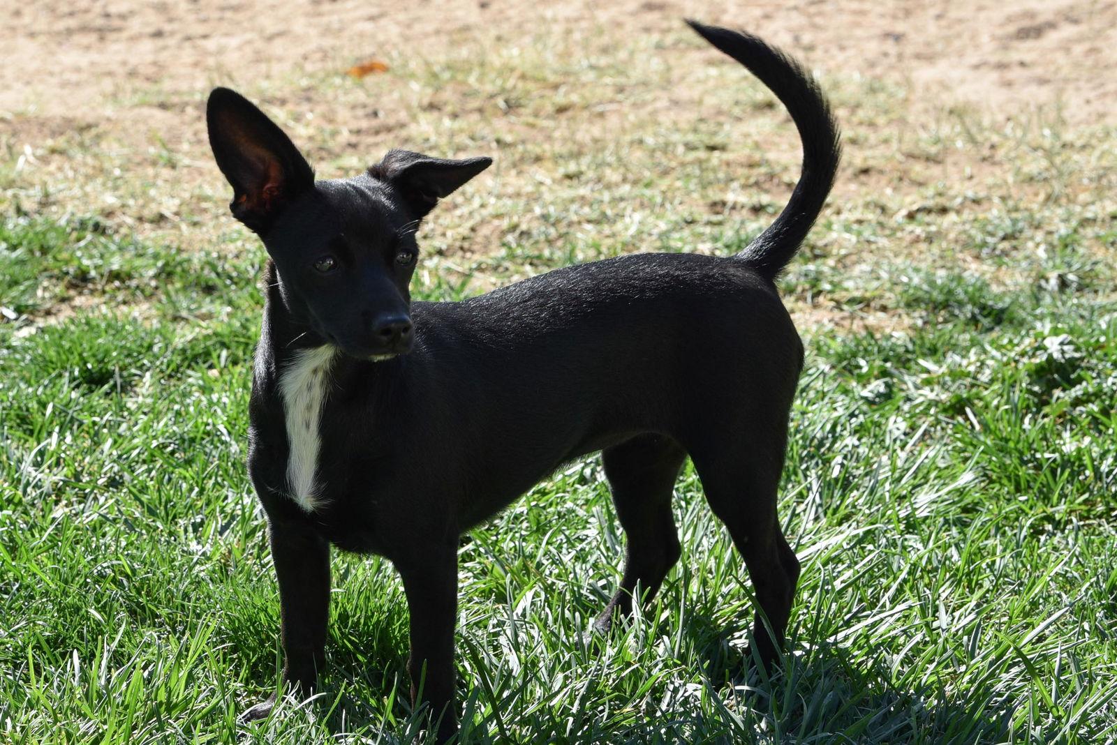 Junebug, Adoptable, Puppy Female Chihuahua.