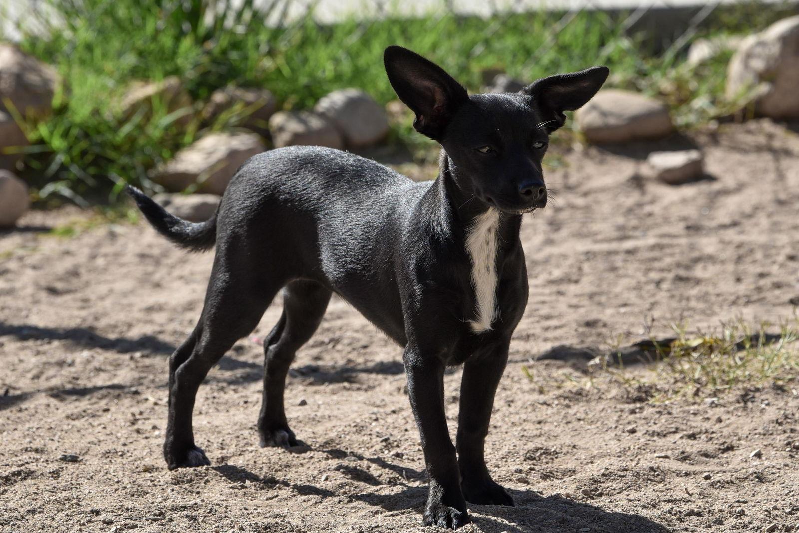 Enlarge Junebug, a Adoptable Chihuahua in Hesperia, CA image 2/3