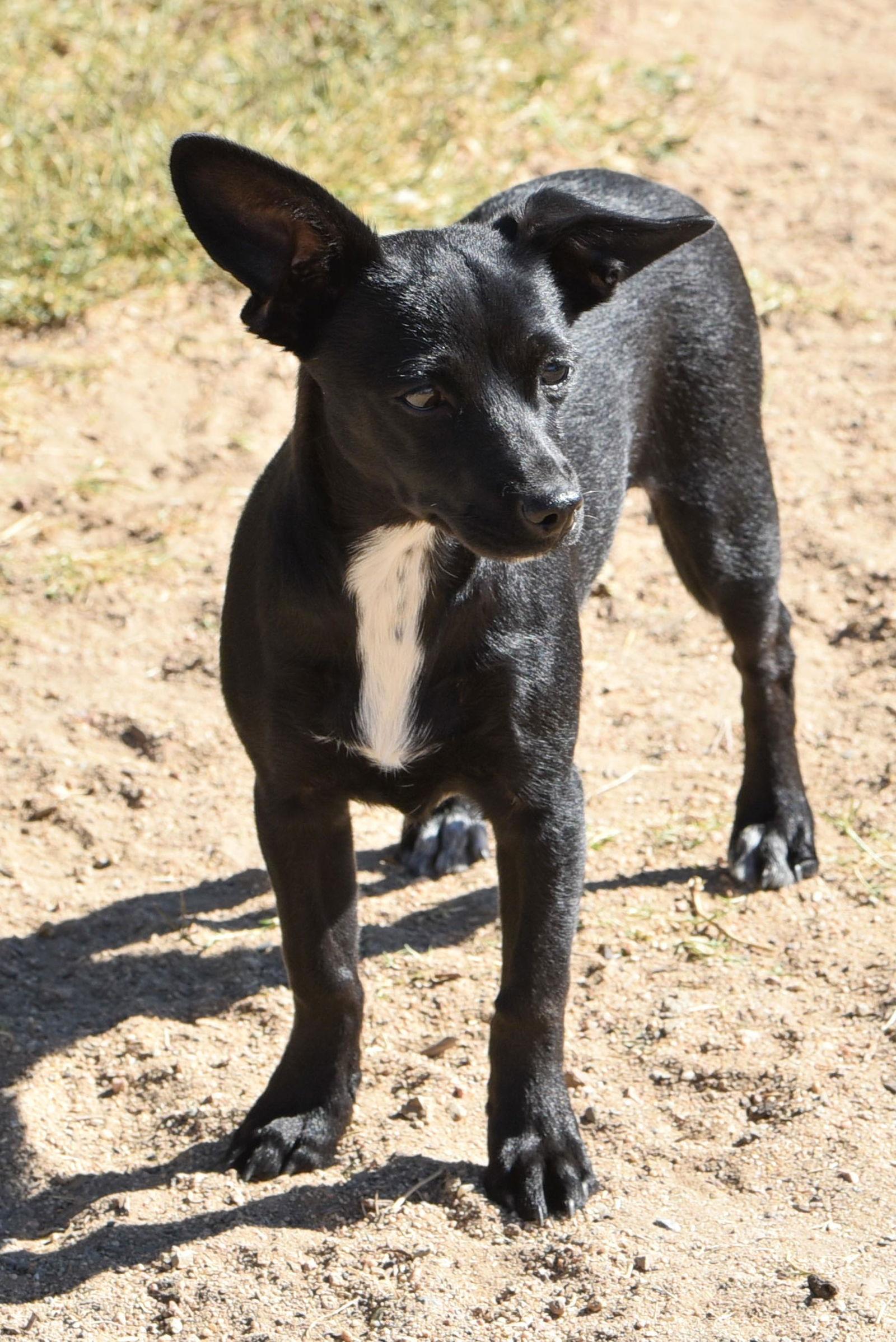 Enlarge Junebug, a Adoptable Chihuahua in Hesperia, CA image 3/3