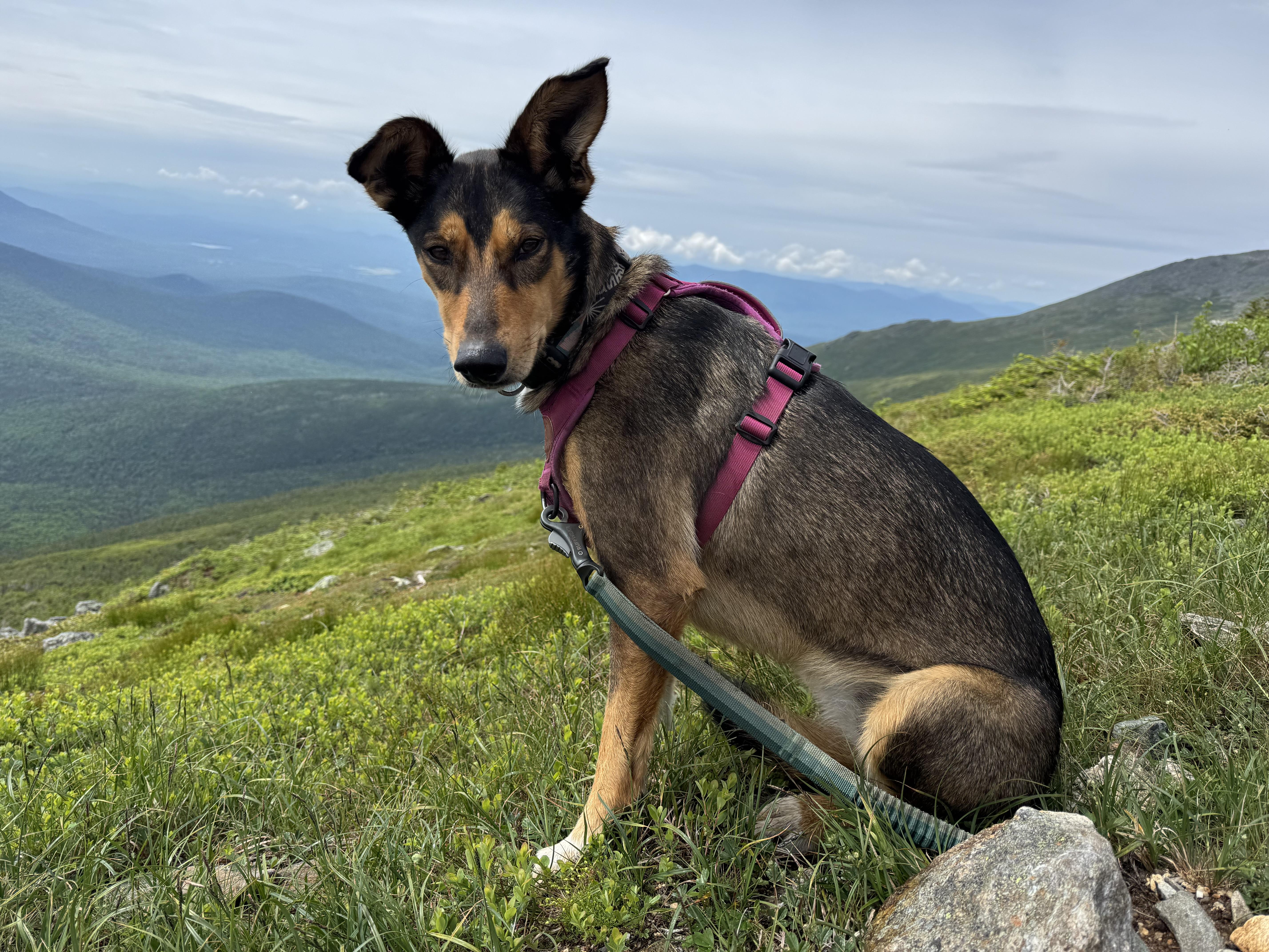 Tozi  (courtesy post)