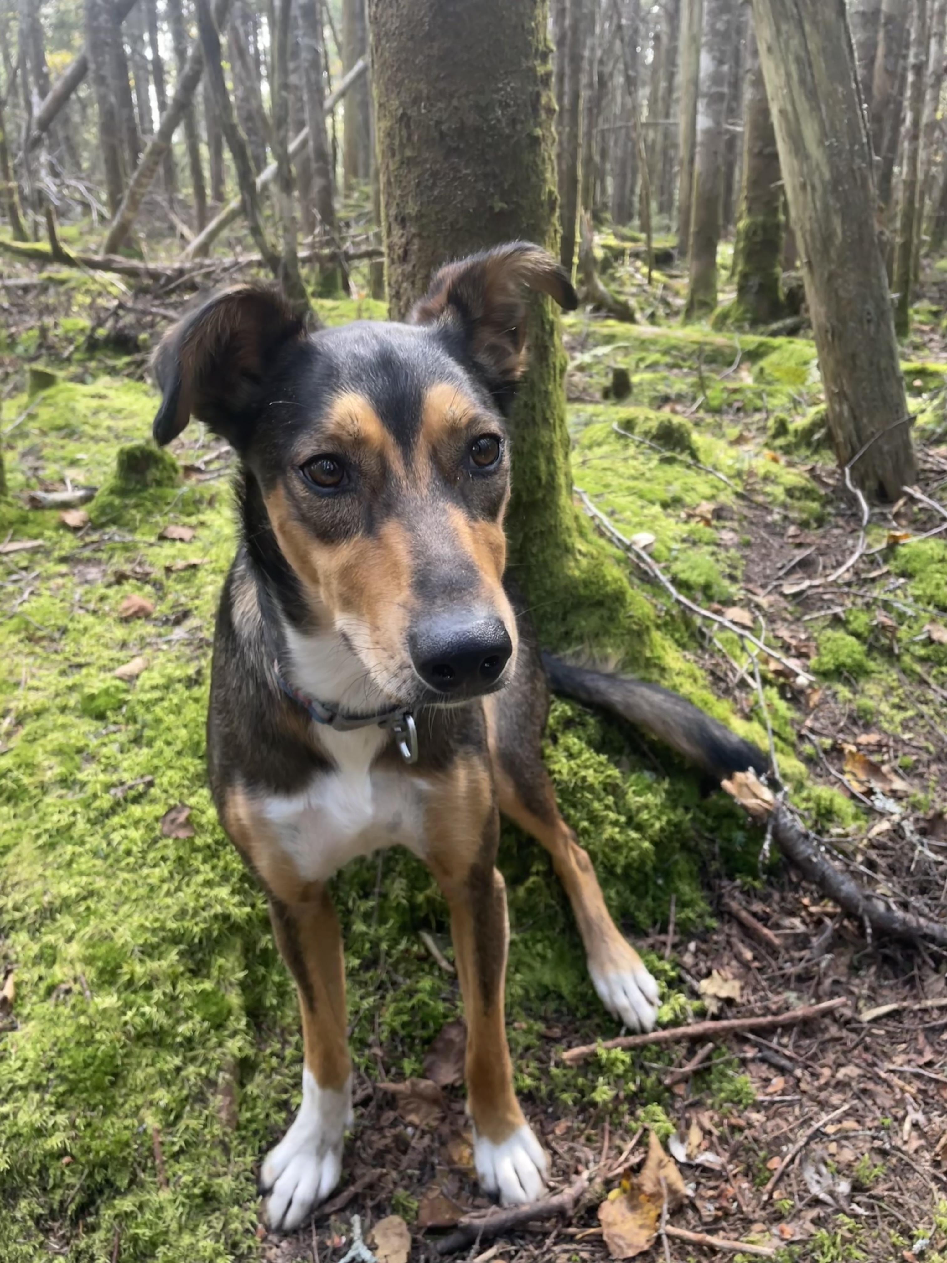 Enlarge Tozi  (courtesy post), a Adoptable Husky in Jefferson, NH image 2/3