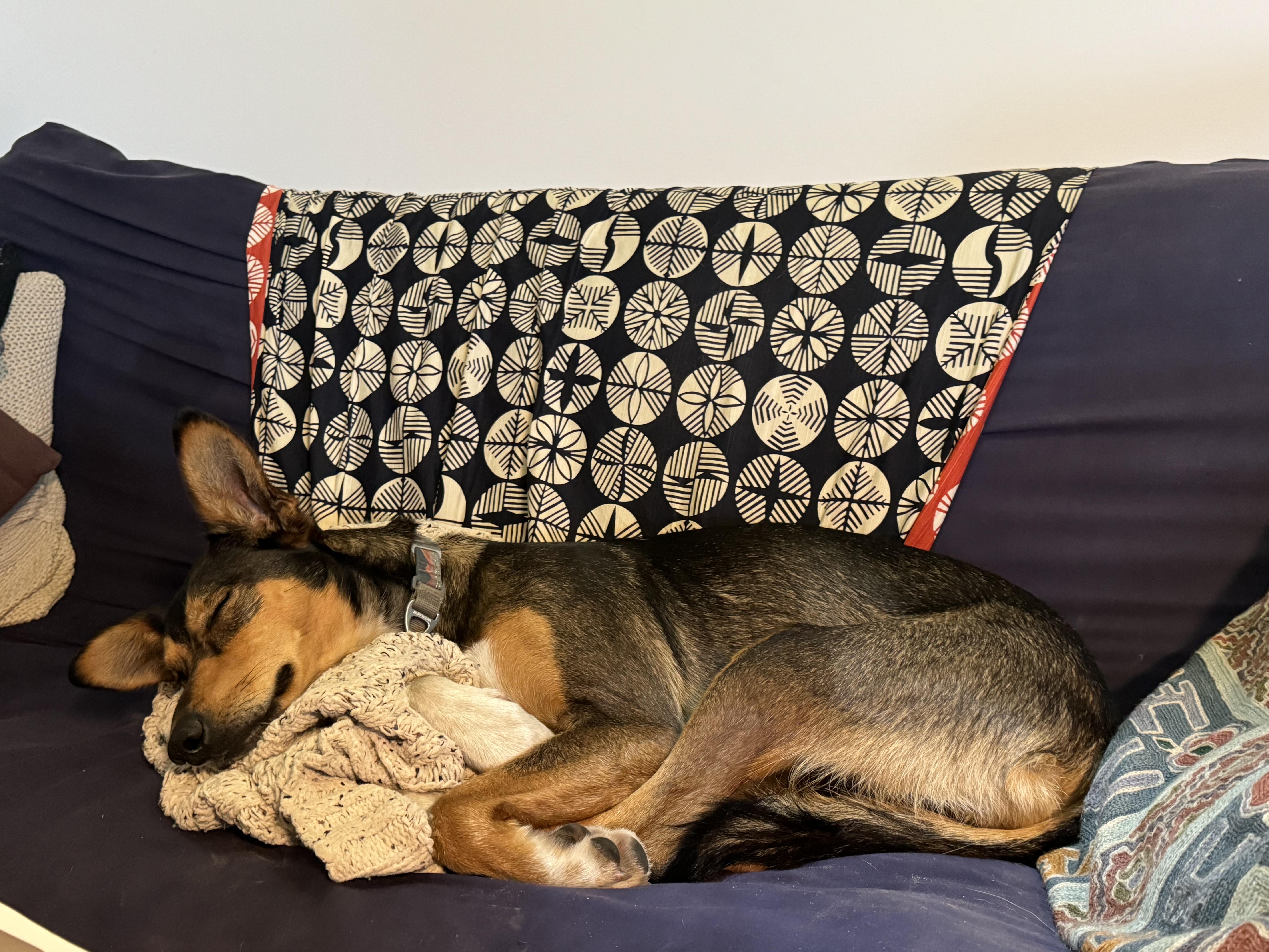 Tozi  (courtesy post)