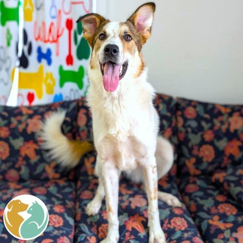 Champ, Adoptable, Young Male Mixed Breed.