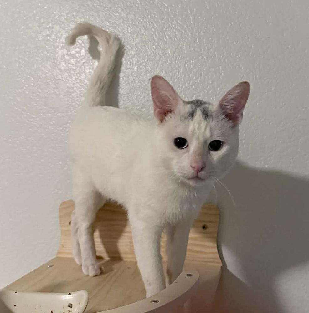 Mr. Bean, Adoptable, Adult Male Domestic Short Hair.