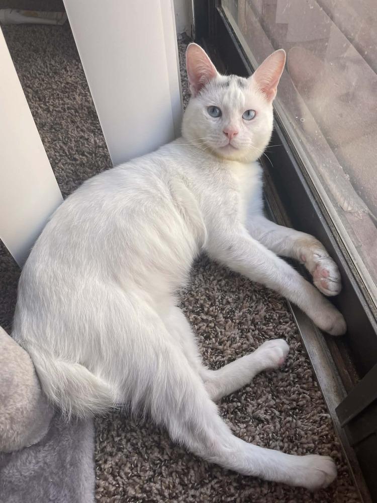 Enlarge Mr. Bean, a Adoptable mixed breed in tucson, AZ image 2/6