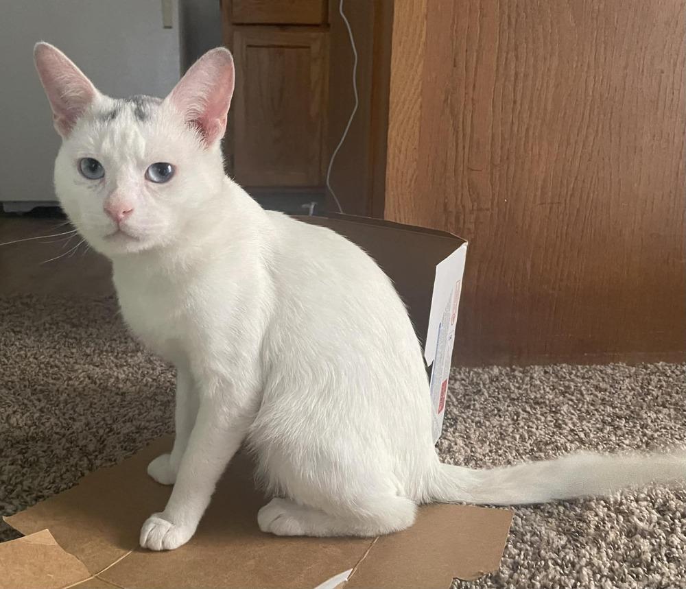 Enlarge Mr. Bean, a Adoptable mixed breed in tucson, AZ image 3/6