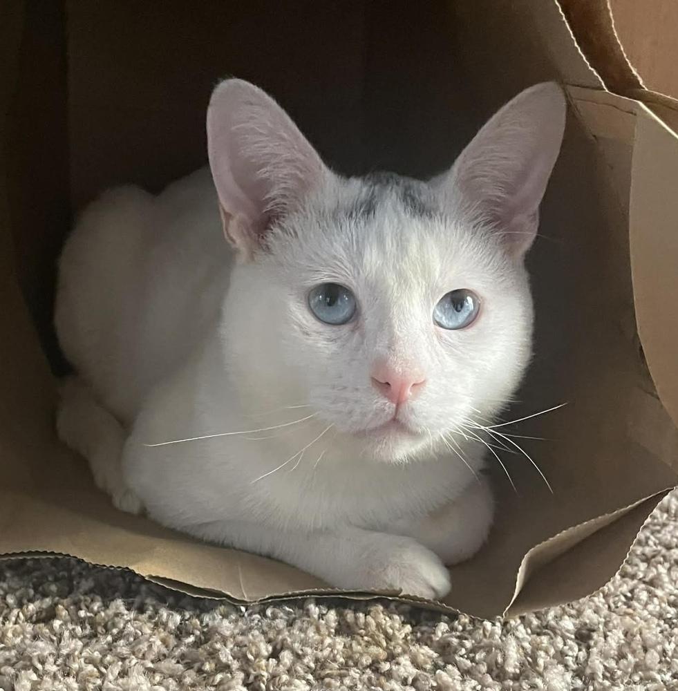 Enlarge Mr. Bean, a Adoptable mixed breed in tucson, AZ image 4/6