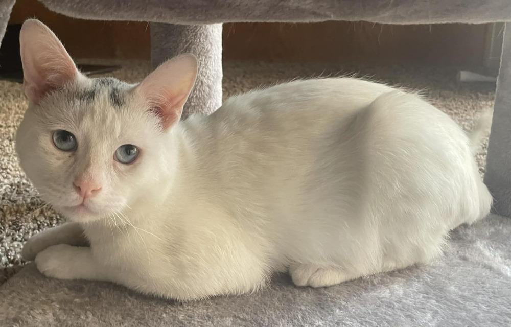 Enlarge Mr. Bean, a Adoptable mixed breed in tucson, AZ image 5/6