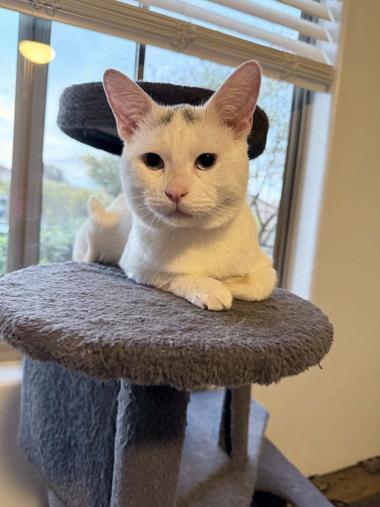 Enlarge Mr. Bean, a Adoptable mixed breed in tucson, AZ image 6/6