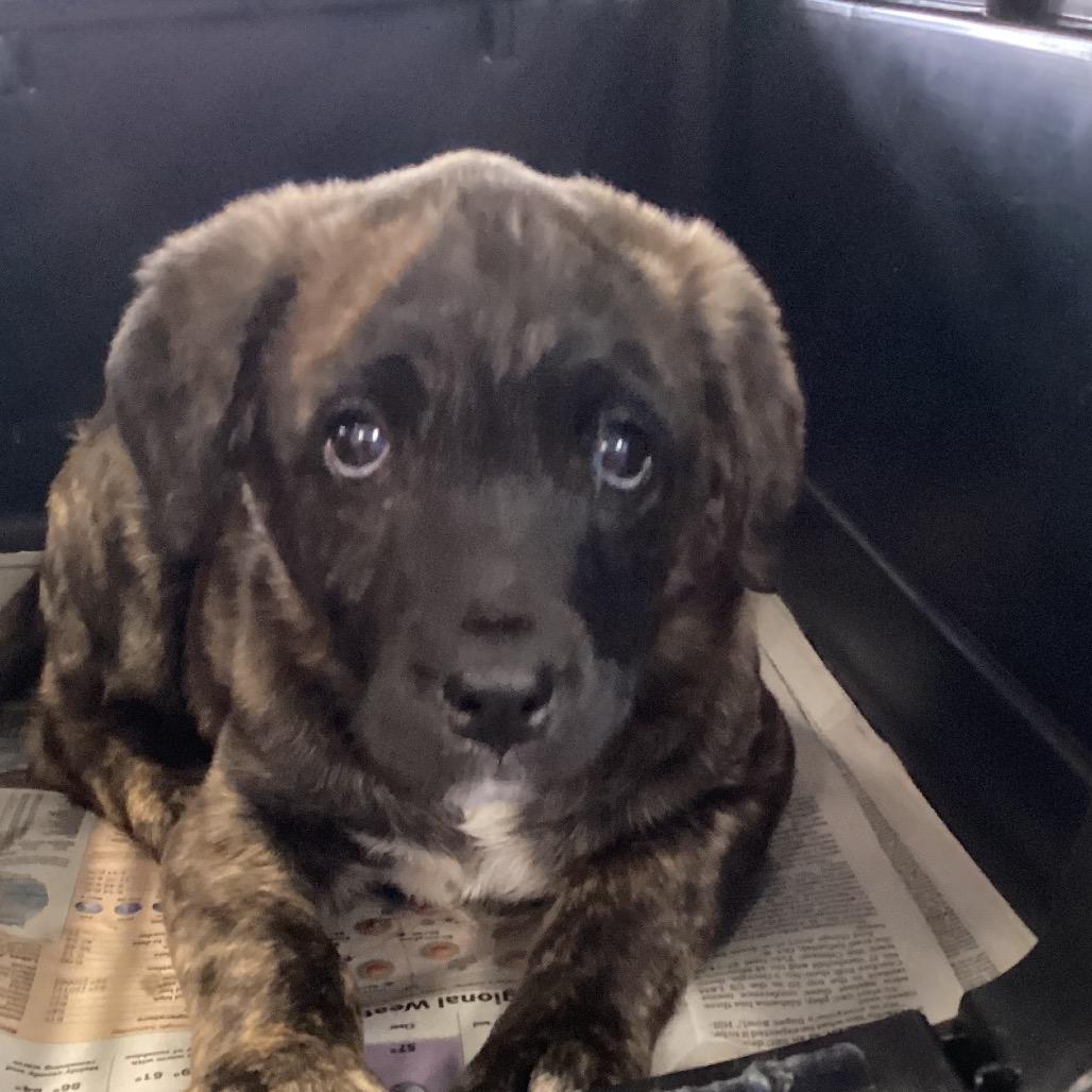 Biscuit, Adoptable, Puppy Female Terrier.