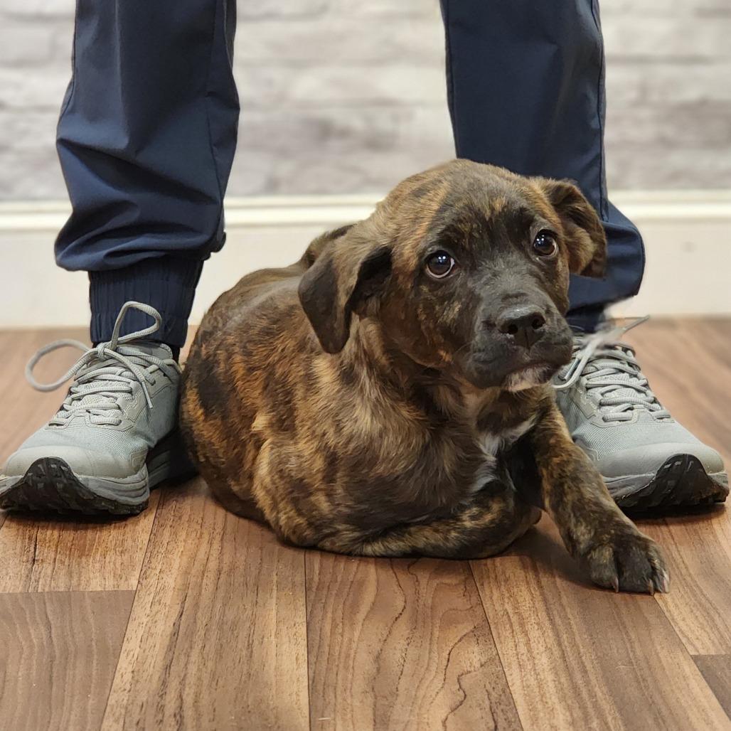 Enlarge Biscuit, a Adoptable Terrier in Montgomery, AL image 2/2