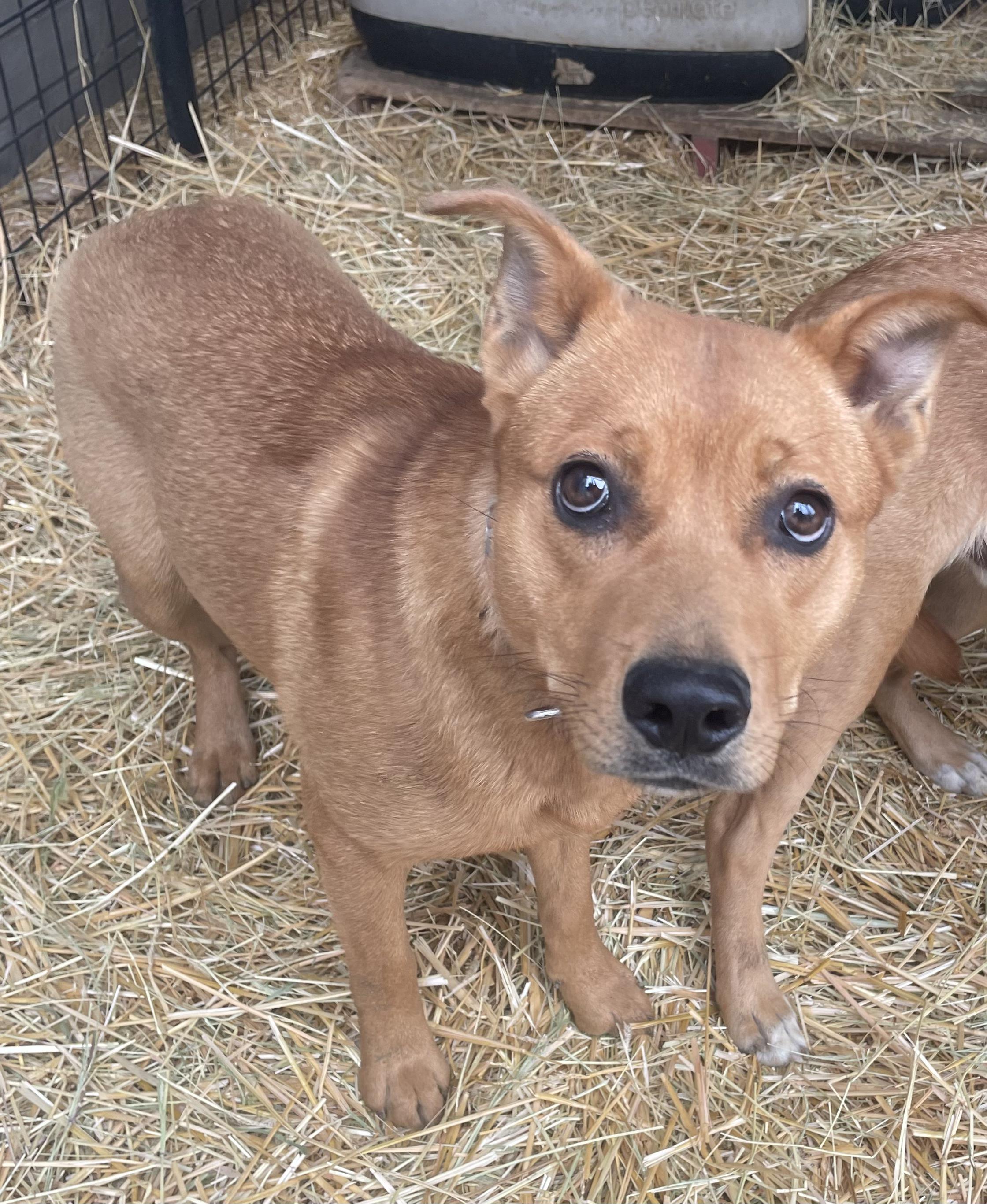 Enlarge Honey, a ADOPTABLE Mixed Breed in Billings, MT image 2/2