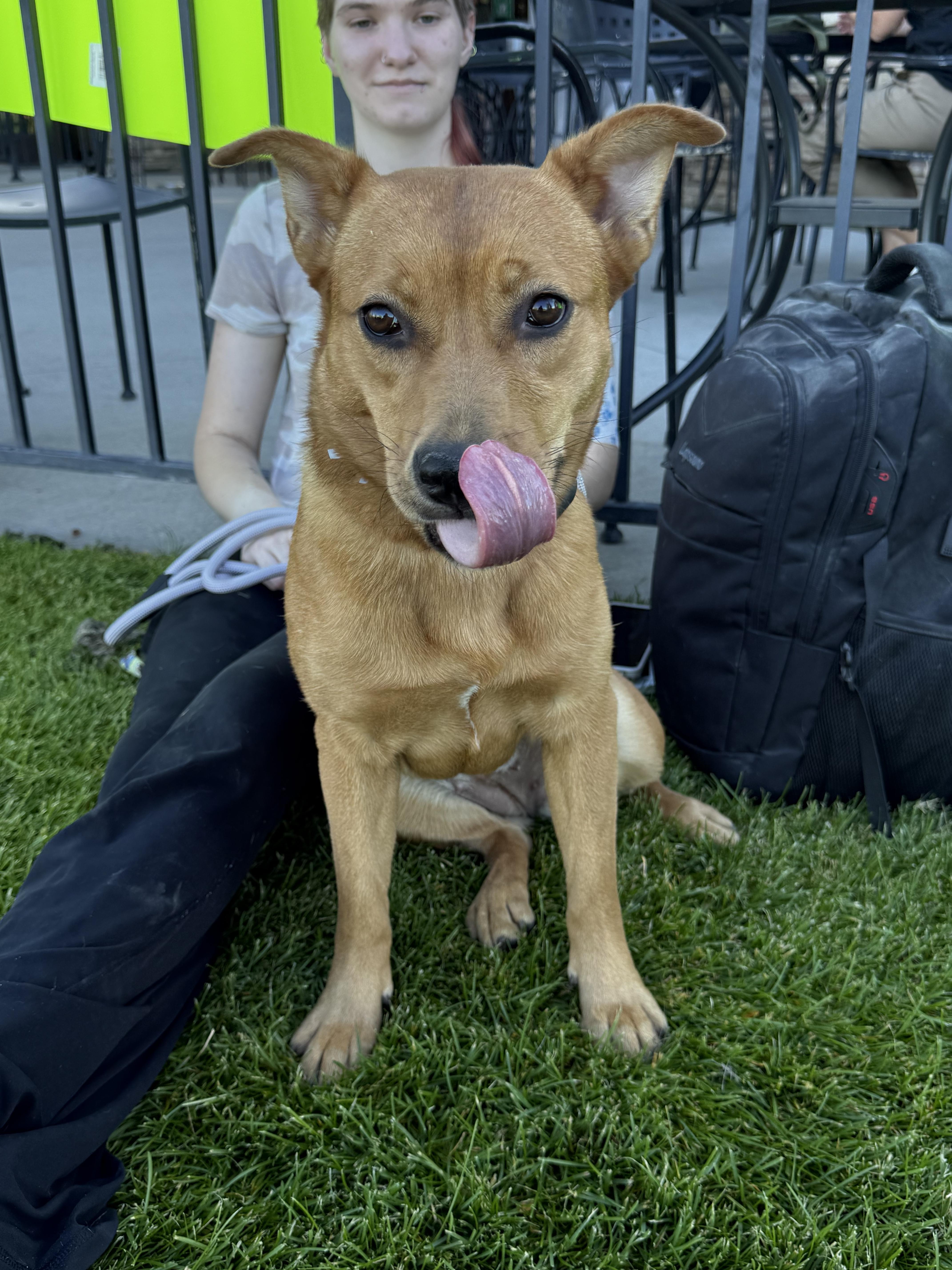 Enlarge Honey, a ADOPTABLE Mixed Breed in Billings, MT image 1/2