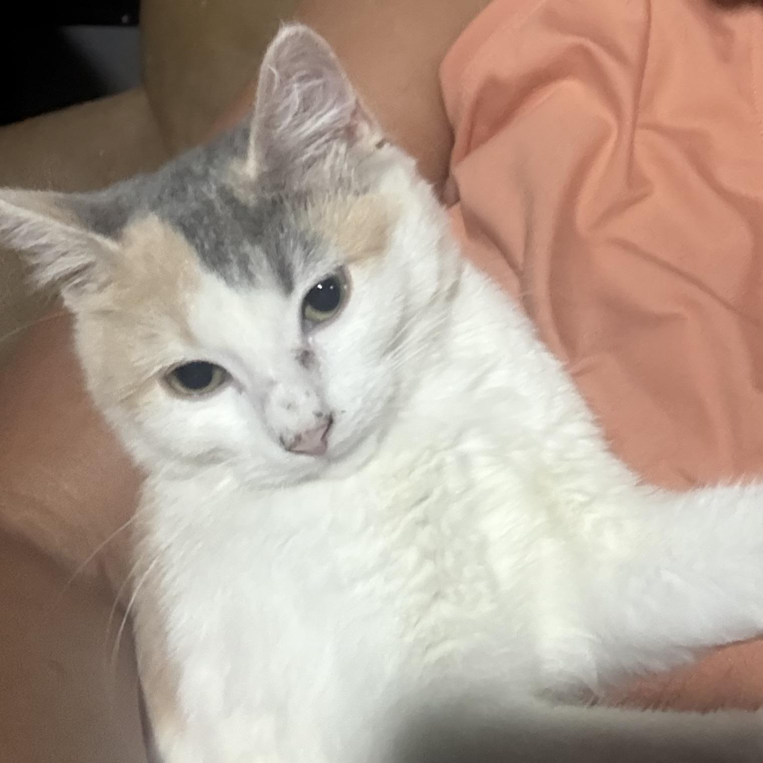 Dolly P photo