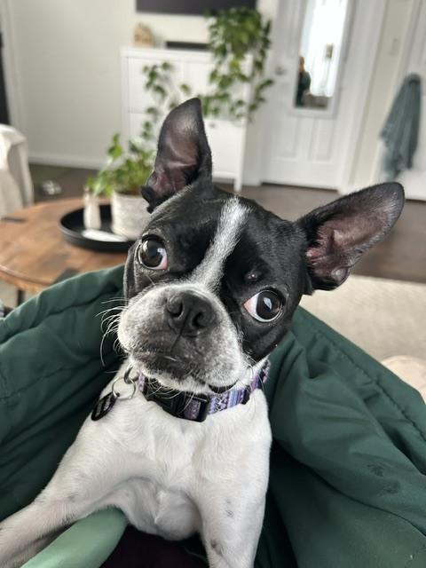 Enlarge Prezly, a Adoptable Boston Terrier in Wolcott, CT image 1/6