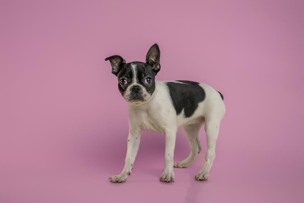 Enlarge Prezly, a Adoptable Boston Terrier in Wolcott, CT image 2/6