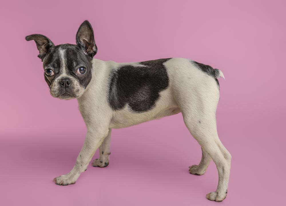 Enlarge Prezly, a Adoptable Boston Terrier in Wolcott, CT image 3/6