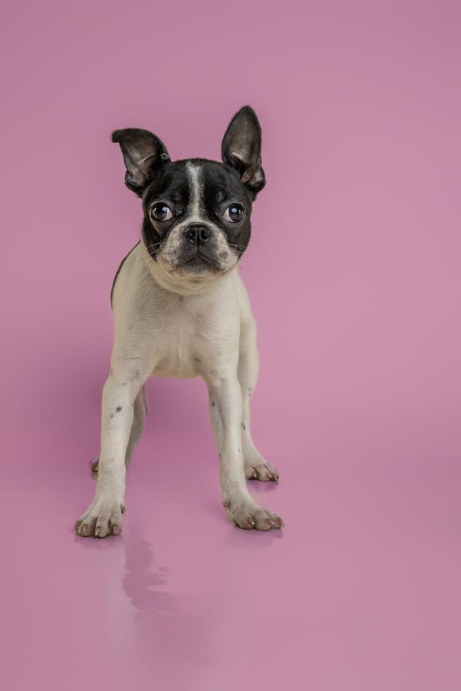 Enlarge Prezly, a Adoptable Boston Terrier in Wolcott, CT image 4/6