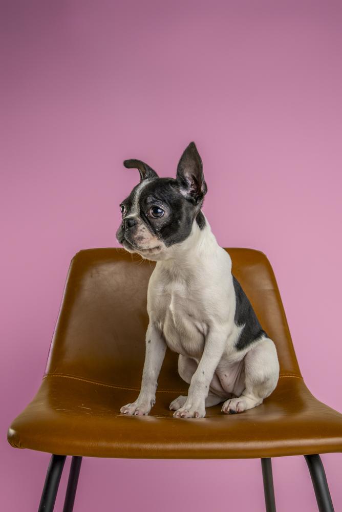 Enlarge Prezly, a Adoptable Boston Terrier in Wolcott, CT image 5/6