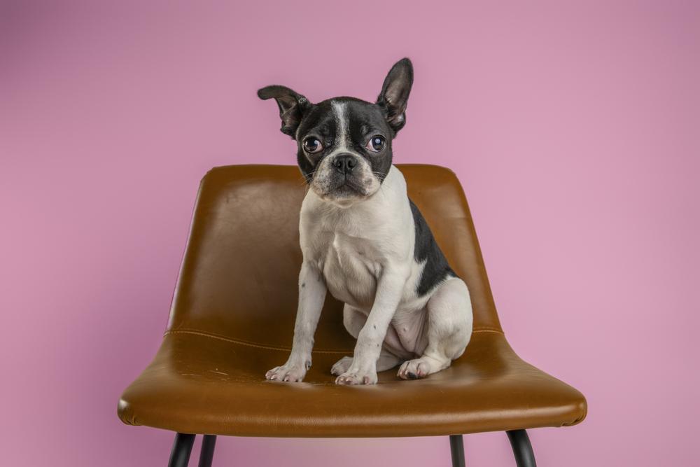 Enlarge Prezly, a Adoptable Boston Terrier in Wolcott, CT image 6/6