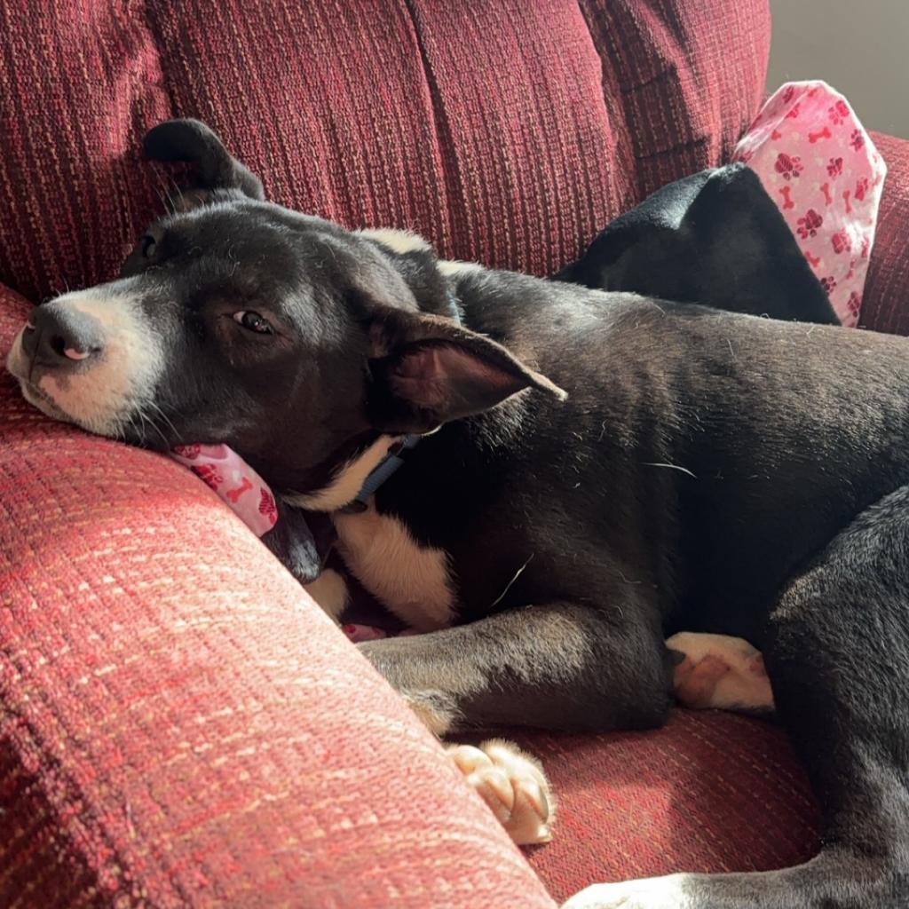 Skylar, Adoptable, Adult Male Mixed Breed.