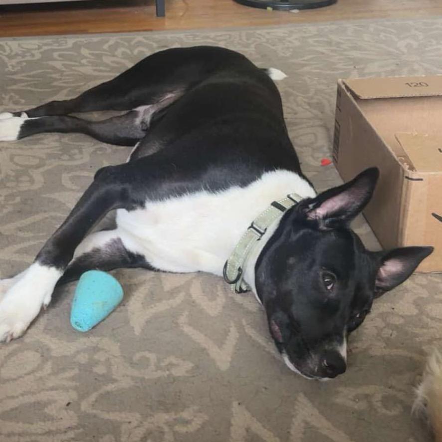 Enlarge Skylar, a Adoptable Mixed Breed in Hutchinson, MN image 2/6