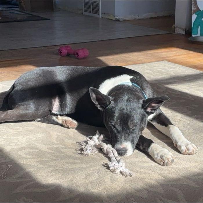 Skylar, a Adoptable Mixed Breed in Buffalo, MN image 2/6