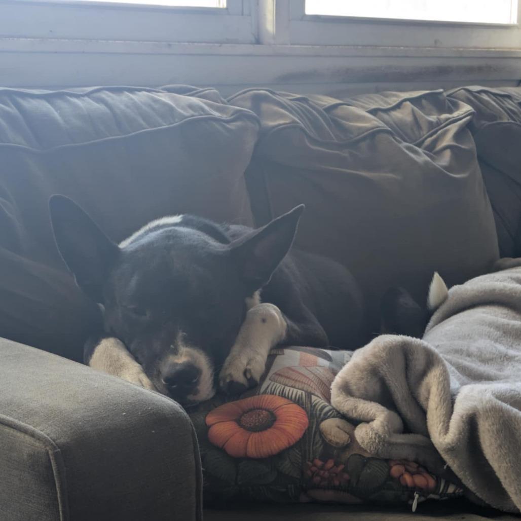 Enlarge Skylar, a Adoptable Mixed Breed in Hutchinson, MN image 3/6