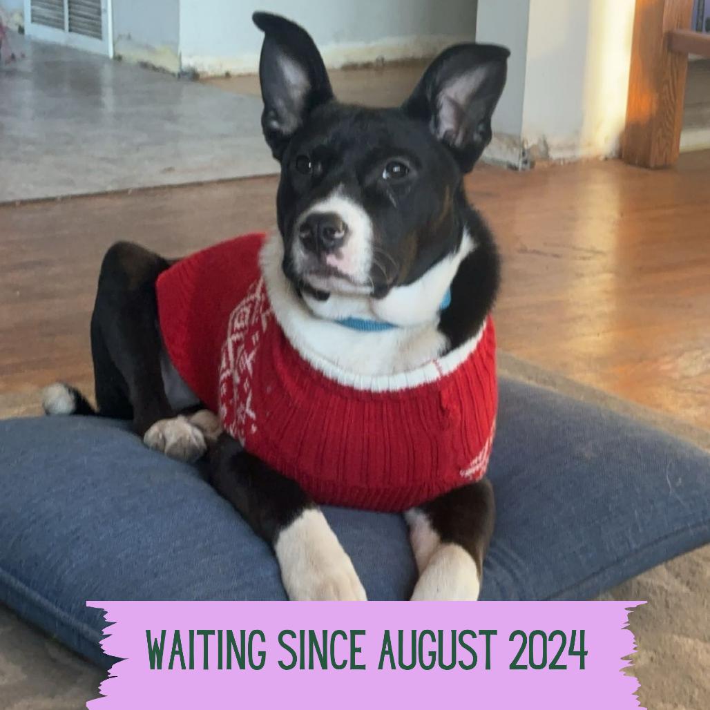 Skylar, a Adoptable Mixed Breed in Buffalo, MN image 3/6