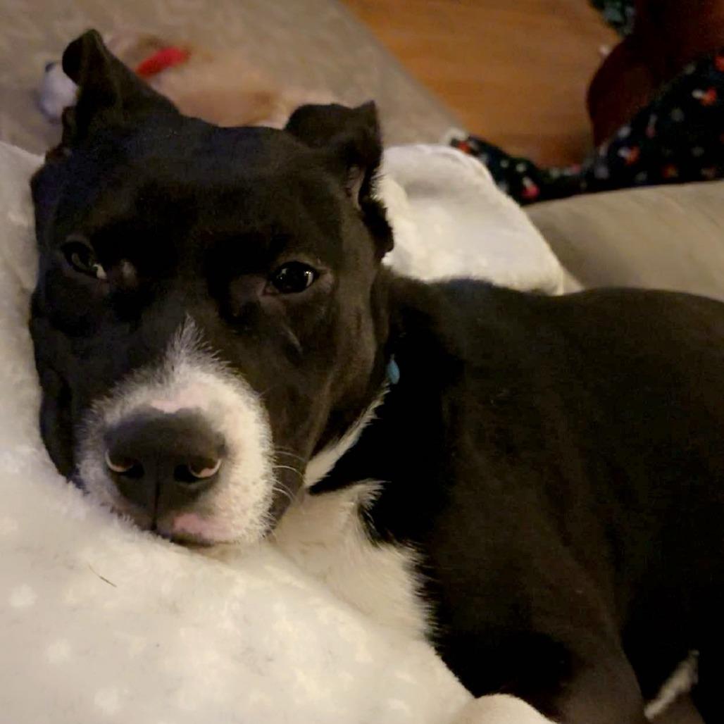 Skylar, a Adoptable Mixed Breed in Buffalo, MN image 4/6