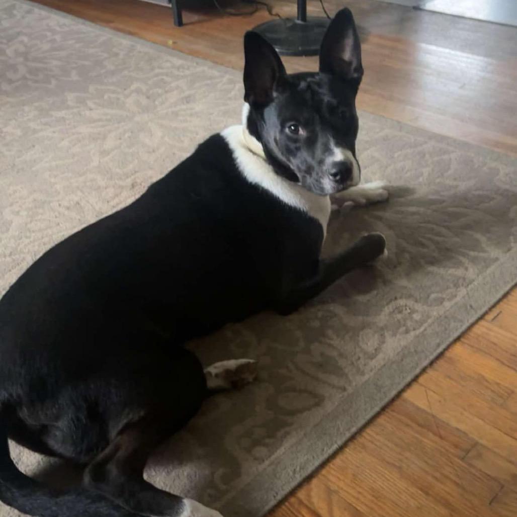 Enlarge Skylar, a Adoptable Mixed Breed in Hutchinson, MN image 4/6