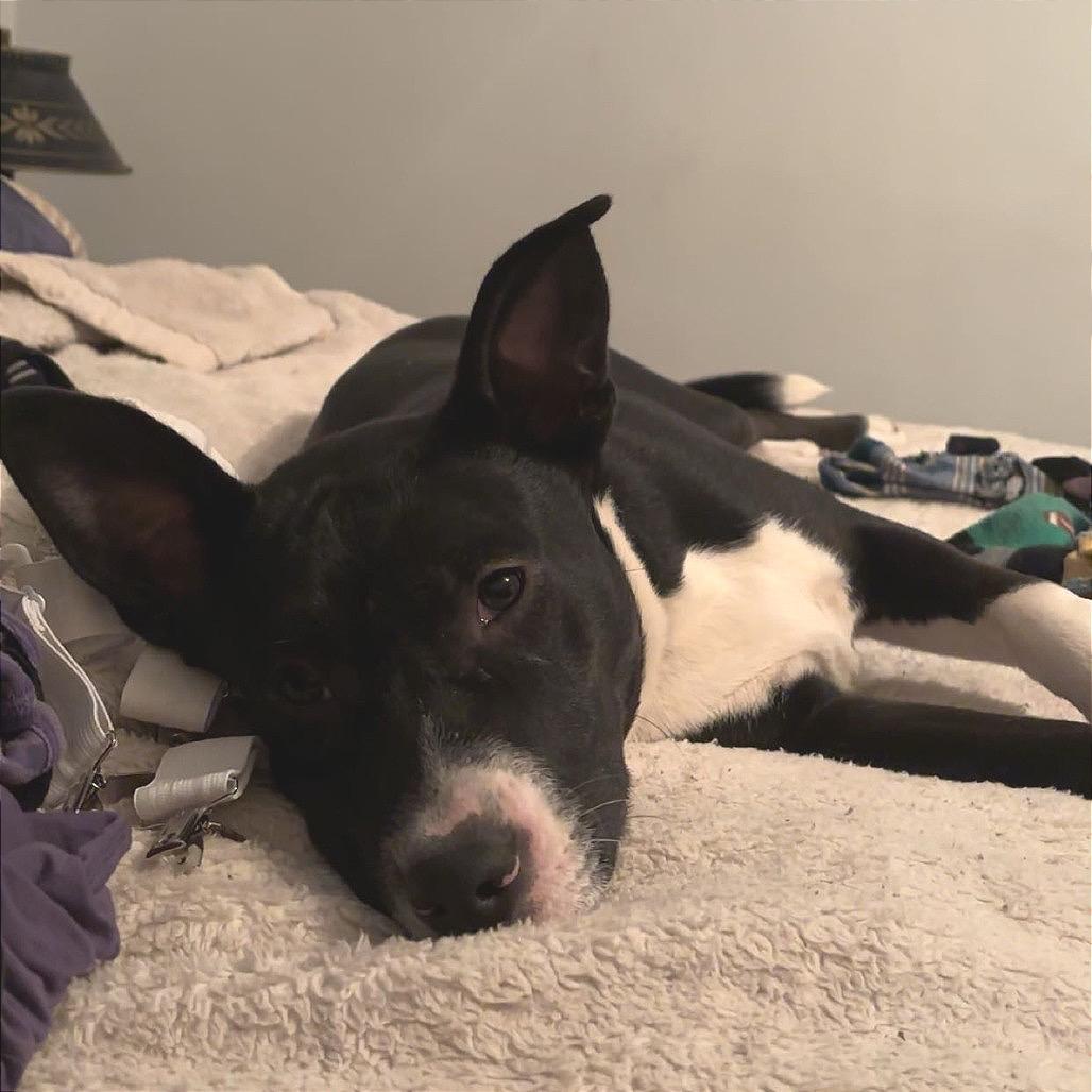 Skylar, a Adoptable Mixed Breed in Buffalo, MN image 5/6