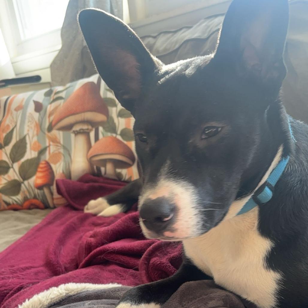 Skylar, a Adoptable Mixed Breed in Buffalo, MN image 6/6