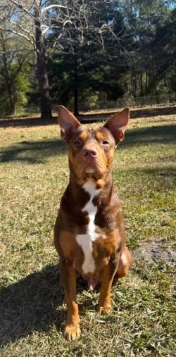 Enlarge Wyatt, a Adoptable mixed breed in Gainesville, FL image 1/5