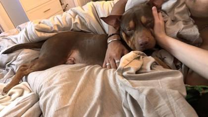 Enlarge Wyatt, a Adoptable mixed breed in Gainesville, FL image 2/5