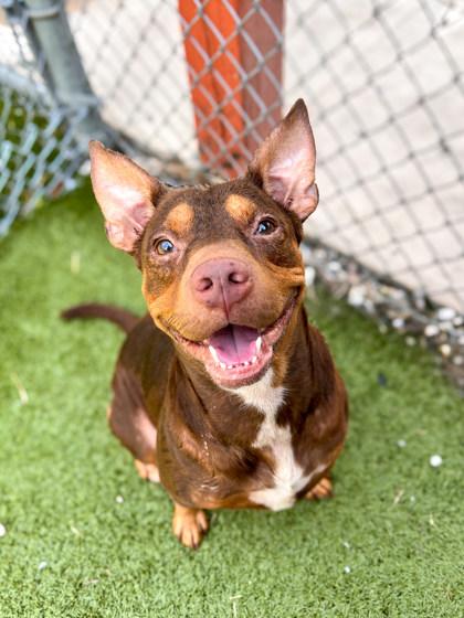 Enlarge Wyatt, a Adoptable mixed breed in Gainesville, FL image 3/5